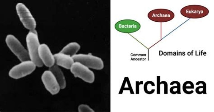Are Archaea sensitive to antibiotics?