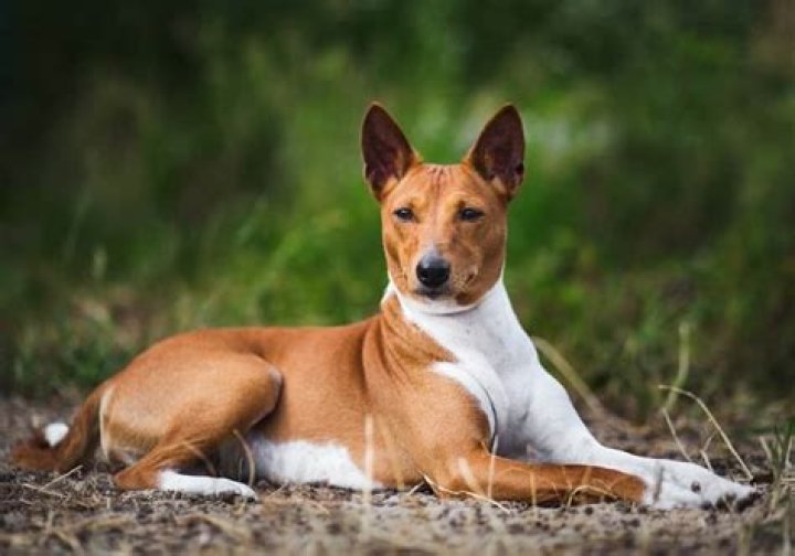Are Basenji dogs expensive?
