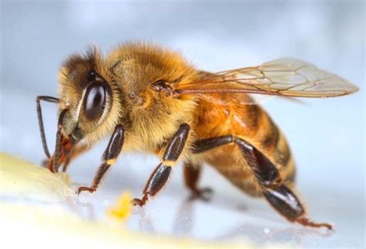 Are bees insects?