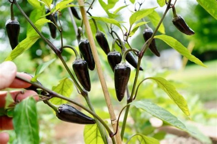 Are black jalapeno peppers okay to eat