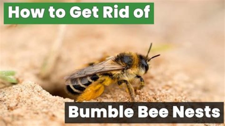 Are bumble bee nests dangerous