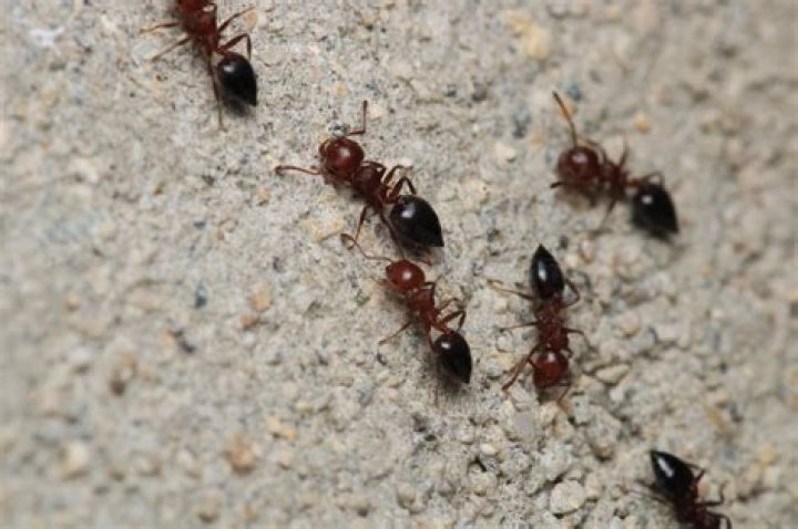 Are carpenter ants sweet eating ants