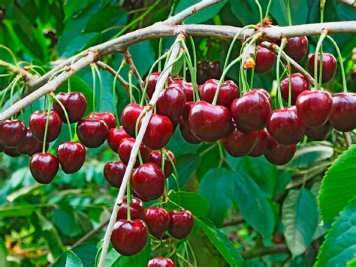 Are cherries easy to grow