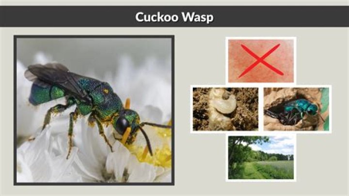Are cuckoo wasps dangerous