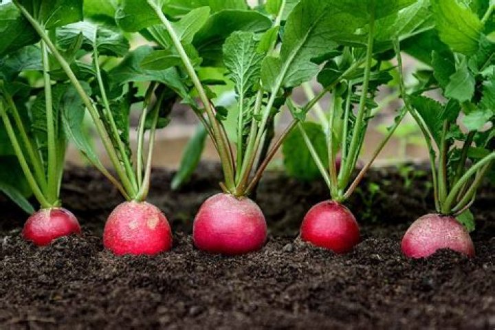 Are deer radishes edible? | ContextResponse.com