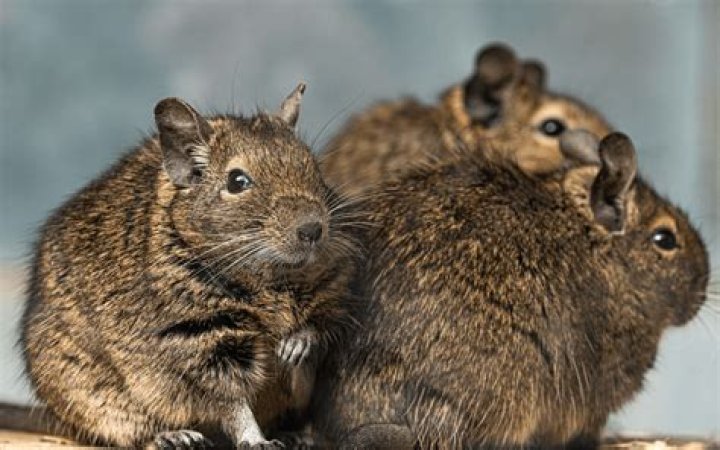 Are degus social animals