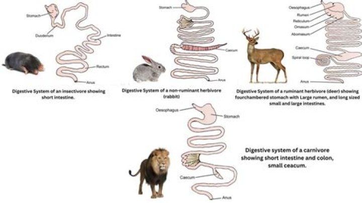 Are digestive systems the same in all animals