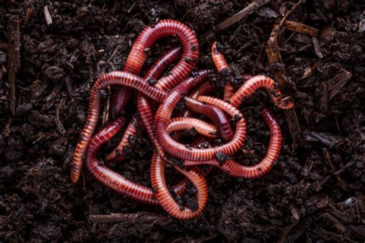 Are earthworms free living or a parasite