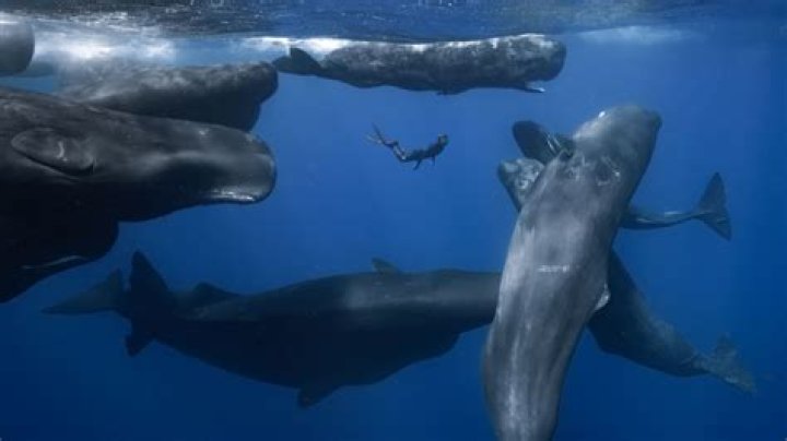 Are GREY whales dangerous? | ContextResponse.com