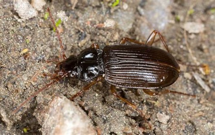 Are ground beetles harmful
