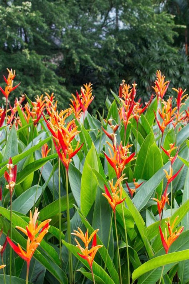 Are heliconias fast growing