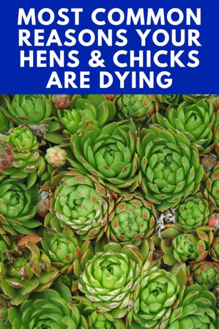 Are hens and chicks poisonous to humans
