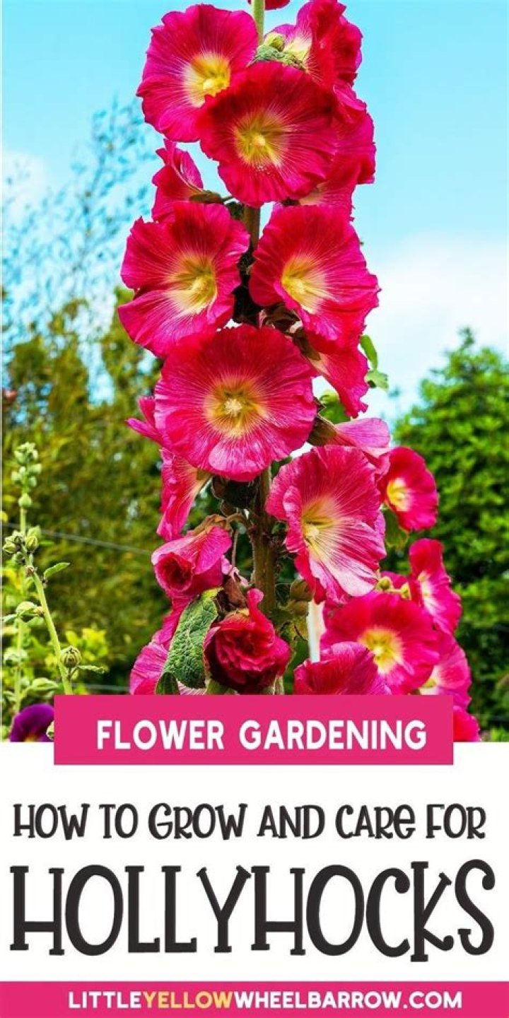 Are hollyhocks easy to grow