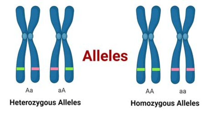 Are homozygous alleles always inherited together?