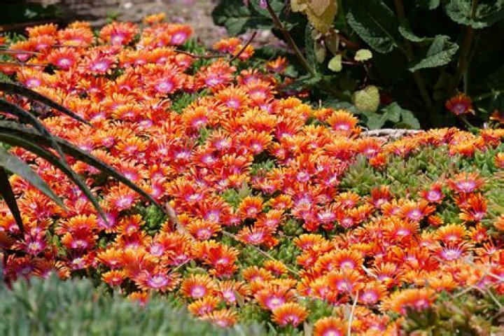 Are ice plants drought tolerant?