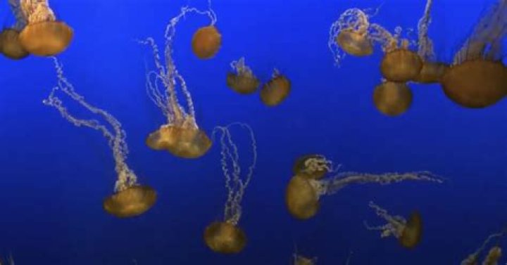 Are jellyfish self aware?