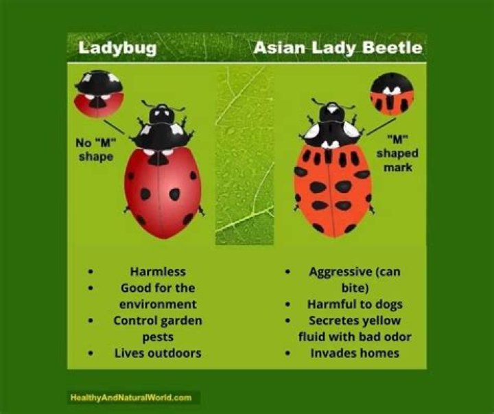 Are Lady Bugs good? | ContextResponse.com