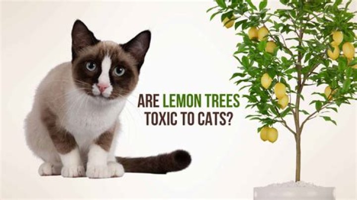 Are lemon trees toxic to cats?