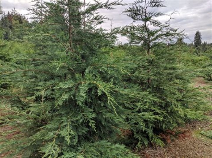 Are Leyland cypress trees deer resistant?