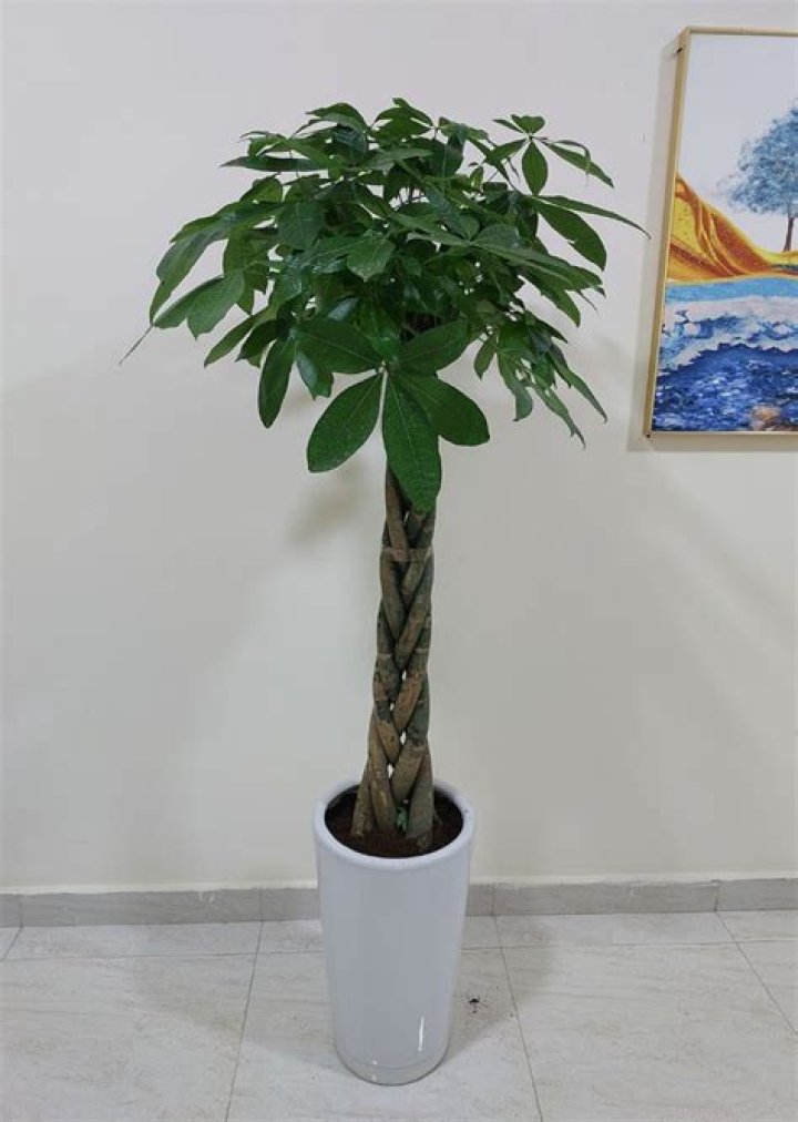 Are money trees indoor or outdoor plants