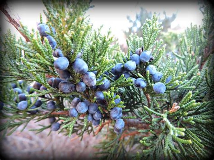 Are mountain cedar berries edible