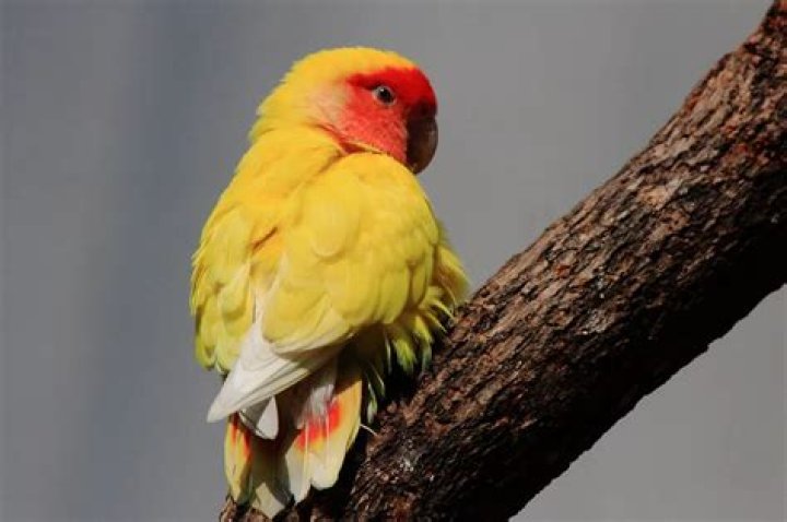 Are peach faced lovebirds good pets