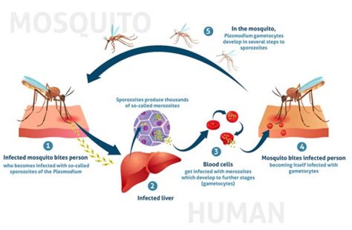 Are people immune to mosquitoes?