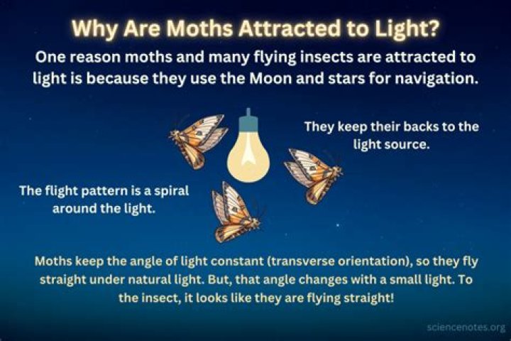 Are prawns attracted to light?