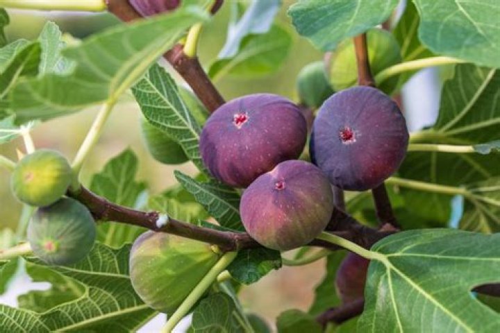 Are sandpaper figs edible