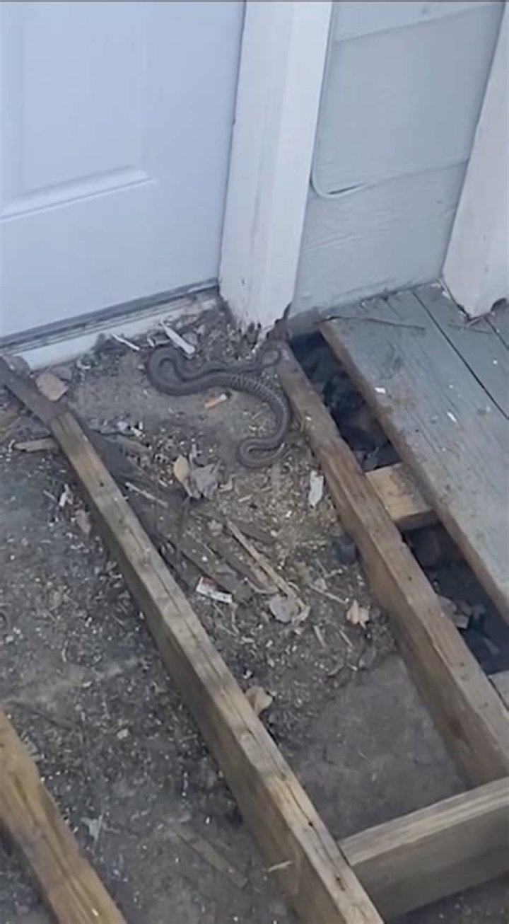 Are snakes under your house