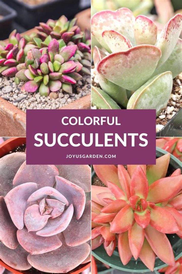 Are Succulents naturally colorful?
