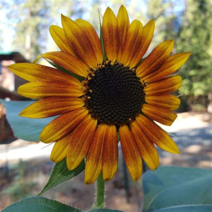 Are sunflowers a wildflower