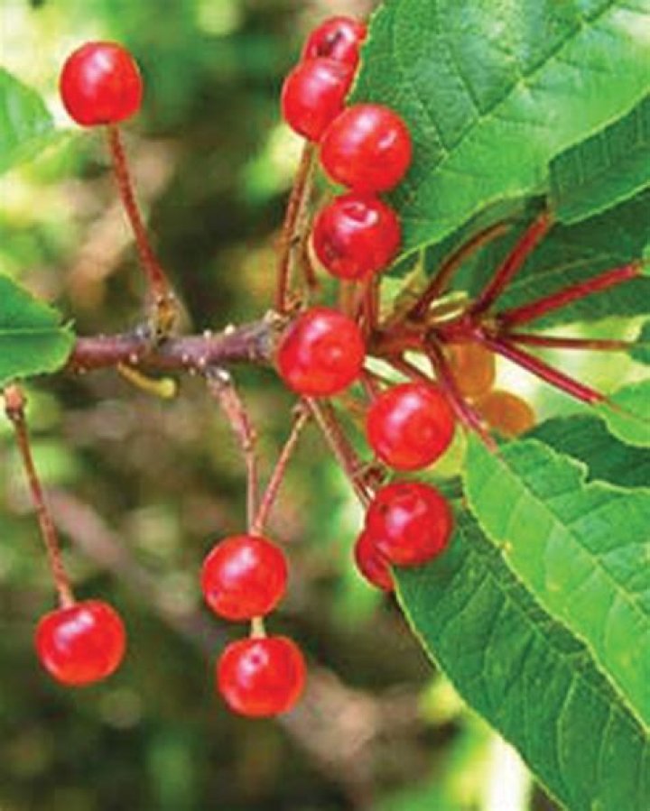 Are sweet cherries edible? | ContextResponse.com