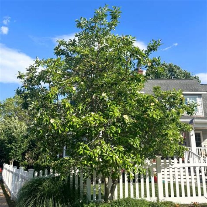 Are Sweetbay magnolia roots invasive