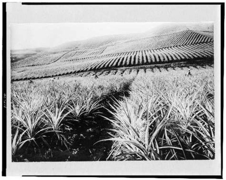 Are there any sugar plantations left in Hawaii