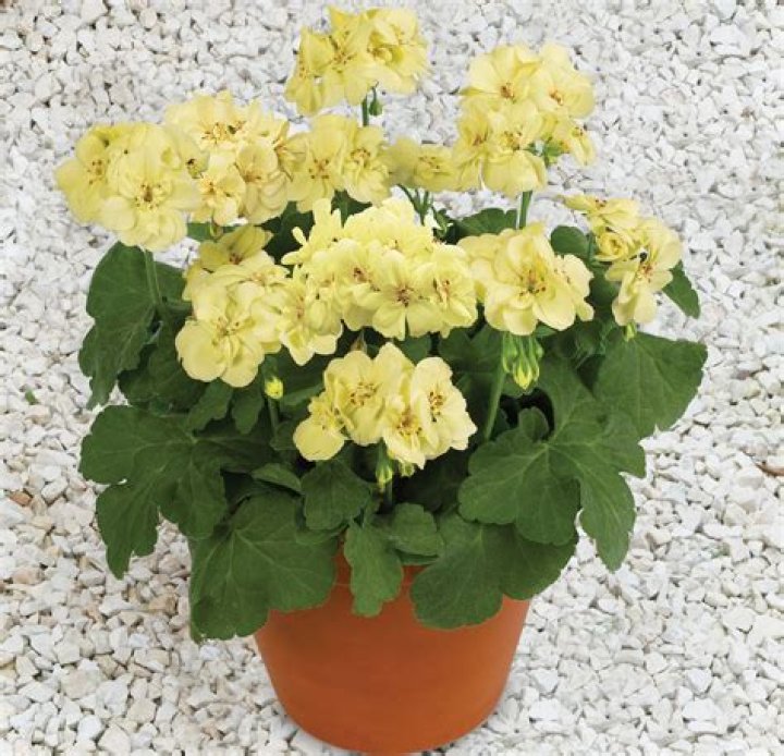 Are there any yellow geraniums?