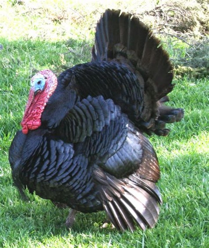 Are there black turkeys