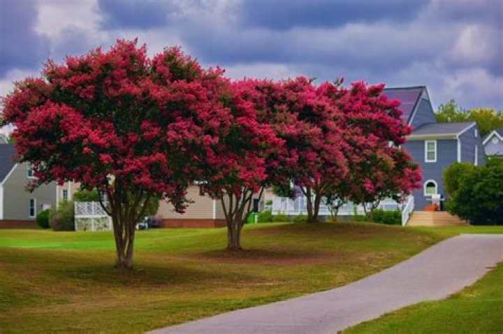 Are there crape myrtle trees and bushes?