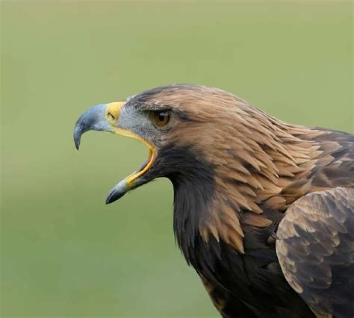 Are there golden eagles in Kentucky