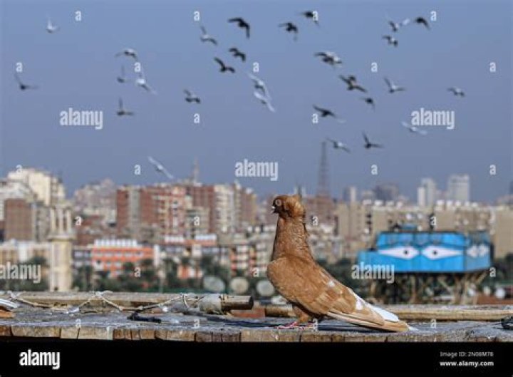 Are there pigeons in Egypt