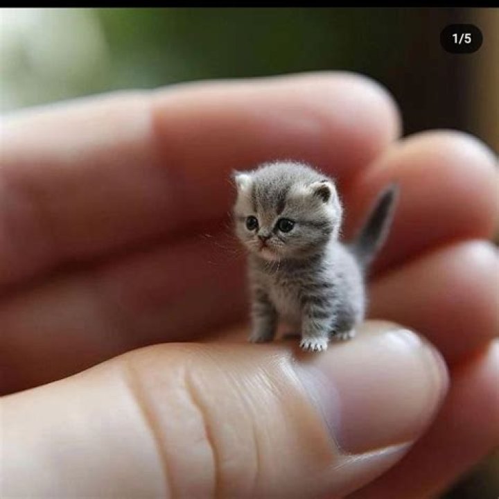 Are there really miniature cats?