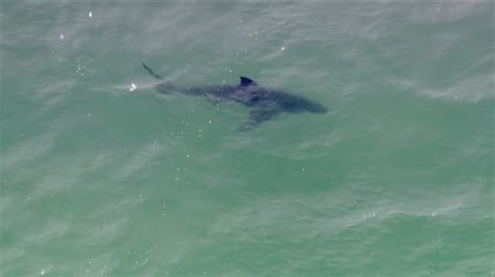 Are there sharks in San Diego Bay