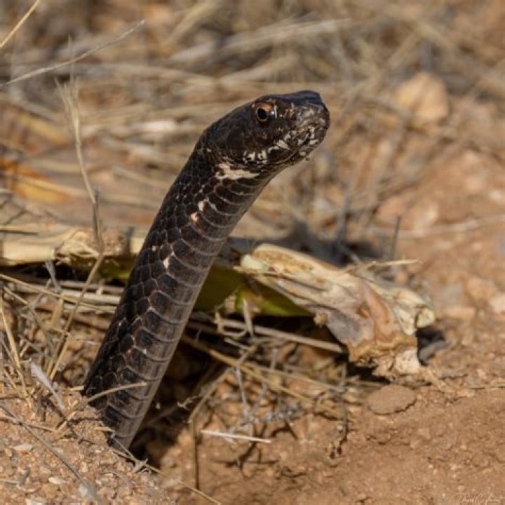 Are there snakes in Jordan