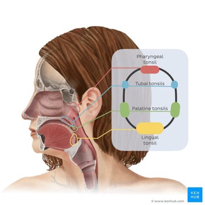 Are tonsils lymphoid organs? | ContextResponse.com