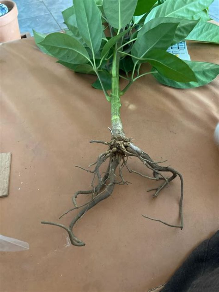 Are umbrella tree roots invasive?