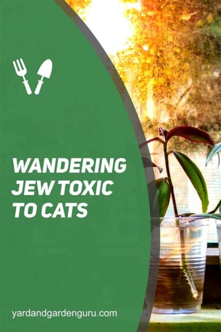 Are Wandering Jew plants toxic to cats