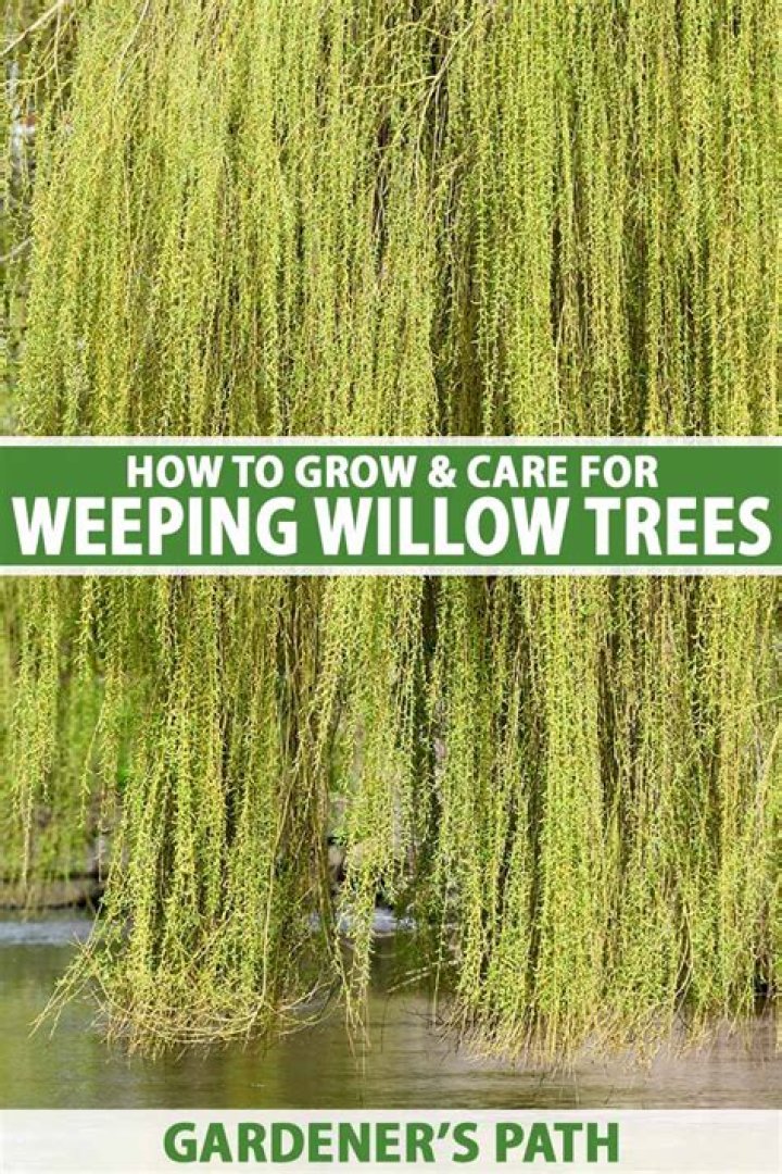 Are Weeping Willows native to North America