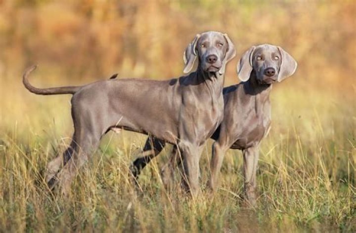 Are Weimaraners rare? | ContextResponse.com