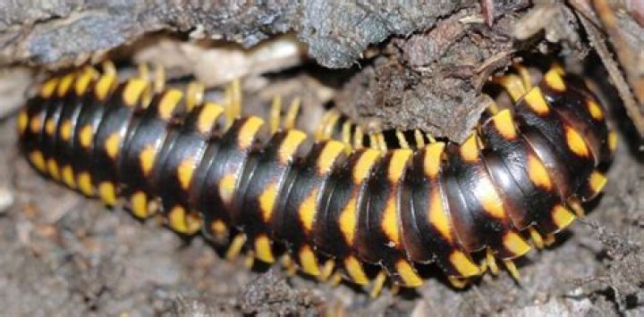 Are yellow and black centipedes poisonous