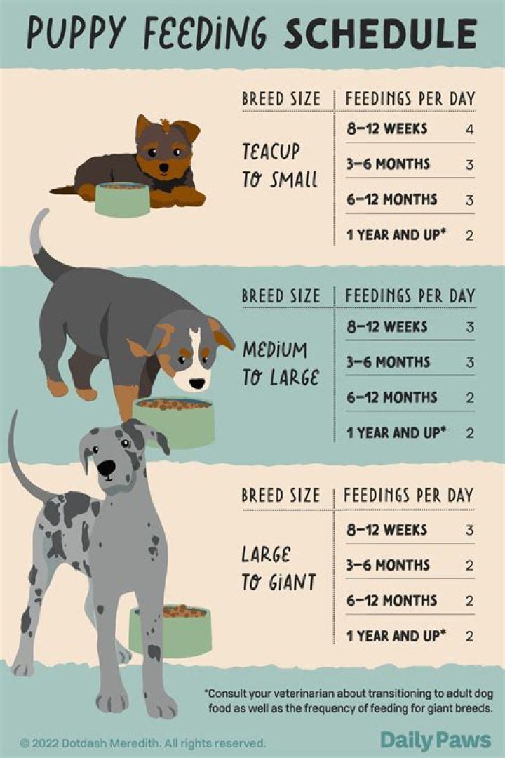 Can a 7 month old puppy go into heat?